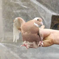 کبوتر ناب|حیوانات|اسلام‌شهر, مطهری|دیوار