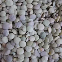 عدس کالپوش