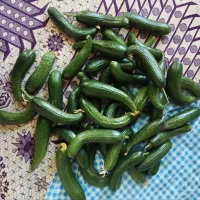 خیار گلخانه