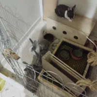 واگذاری رایگان خرگوش