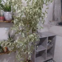 گل بنجامین|گل و گیاه طبیعی|خمینیشهر, |دیوار