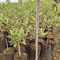 نهالستان گل محمدی|خدمات باغبانی و درختکاری|تبریز, |دیوار