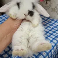 لوپ|موش و خرگوش|اهواز, شریعتی جنوبی|دیوار