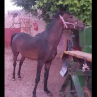 نریان 3 ساله