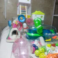 بیا تو سالن همستر ببین بگیر بخر ببر|موش و خرگوش|یزد, |دیوار