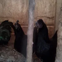 تخم مرغ ایام سمانی