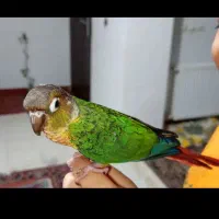 طوطی گرینچیک