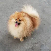 سگ پامر خرسی