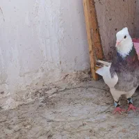 دوعددطوقی نر|پرنده|فردیس, شهرک ناز|دیوار