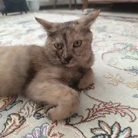 گربه اسکاتیش برتیش|گربه|مشهد, ادیب نیشابوری (شهرک غرب)|دیوار