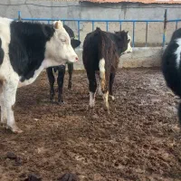 گوساله نر سیمینتال|حیوانات مزرعه|قزوین, |دیوار