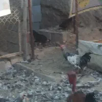 مرغ و خروس فروشی|پرنده|دهق, |دیوار