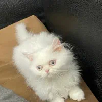 واگذاری  فوری گربه