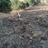 سلام واگذاری سه توله|سگ|گهواره, |دیوار