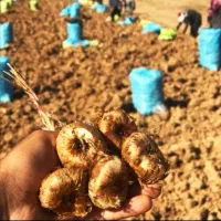 پیاز زعفران  بذر زعفران