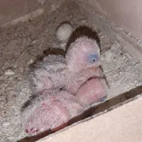 فروش جوجه طوطی   شهرک مطهری