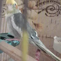 عروس ۱ ساله