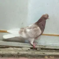 شازده سرخ خال سیاه شکاری