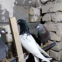 کفتر کلهسیاه نر|پرنده|گلبهار, نوبهار|دیوار