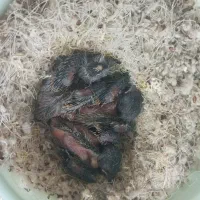 جوجه سهره قناری