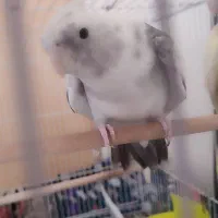 یک جفت عروس هلندی تخم گذار همراه با قفس و وسایل|پرنده|مشهد, توس (بلوار توس)|دیوار