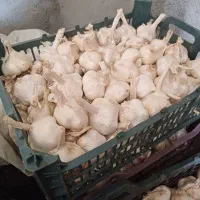 سیر|خوردنی و آشامیدنی|بیلوار, |دیوار
