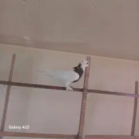 کفتر طوقی و عروس هلندی|پرنده|قم, زند آباد|دیوار