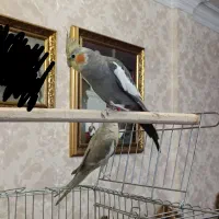 عروس هلندی گم شده|پرنده|خاش, |دیوار