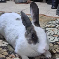 خرگوش