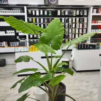 s24fe|موبایل|مشهد, طلاب|دیوار