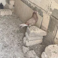 یک کبوتر رواعب قهوه ای ماده کاکلی پر پا مست