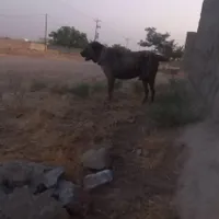 سگ گله ای جوان|حیوانات|مشهد, توس|دیوار