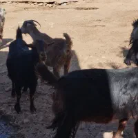 بزداشت|حیوانات مزرعه|کوهدشت, |دیوار