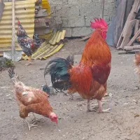 خروس