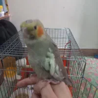 فروشی|پرنده|نسیم‌شهر, |دیوار