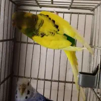 مرغ عشق مولد ،سینه سرخ سهره|پرنده|قزوین, |دیوار