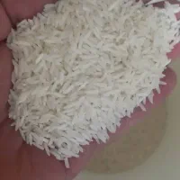 برنج طارم استخوانی فریدونکنار