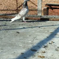 کبوتر غریب|پرنده|گرگان, |دیوار