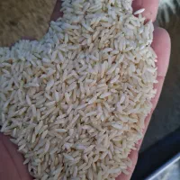 برنج محلی نیمدانه و سالم طارم علی درجه یک