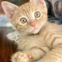 واگذاری رایگان گربه نارنجی DSH شیطون و مهربون|گربه|کرج, فاز ۲ مهرشهر|دیوار