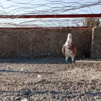 3عدد پلاکی نر بیرون شهری