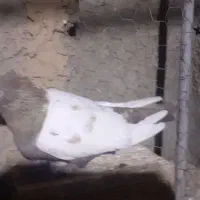 کبوترهمه چی تمام سرکله دار