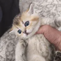 واگذاری گربه|گربه|تهران, آهنگران (سراسیاب دولاب)|دیوار