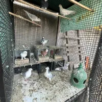 کبوتر به شرط|پرنده|دماوند, گیلاوند|دیوار