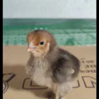 فروش فوری جوجه های ۵روزع نژاد براهما|حیوانات مزرعه|رویان, |دیوار