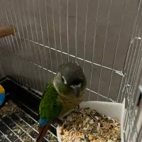 پرنده گرین چیک|پرنده|تهران, جوانمردان (اندیشه)|دیوار