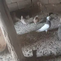 فروش ۱۴عدد کبوتر رنگی