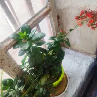گل های