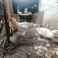 حراج فوری اردک اسراییلی بالغ به دلیل نقل مکان|حیوانات مزرعه|امیرکلا, |دیوار