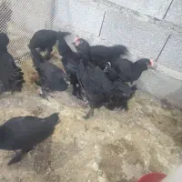 جوجه مرندی دوماهه|حیوانات مزرعه|اسکو, |دیوار